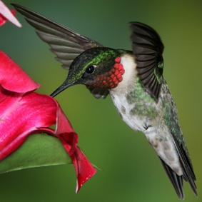Hummingbird Portfolio